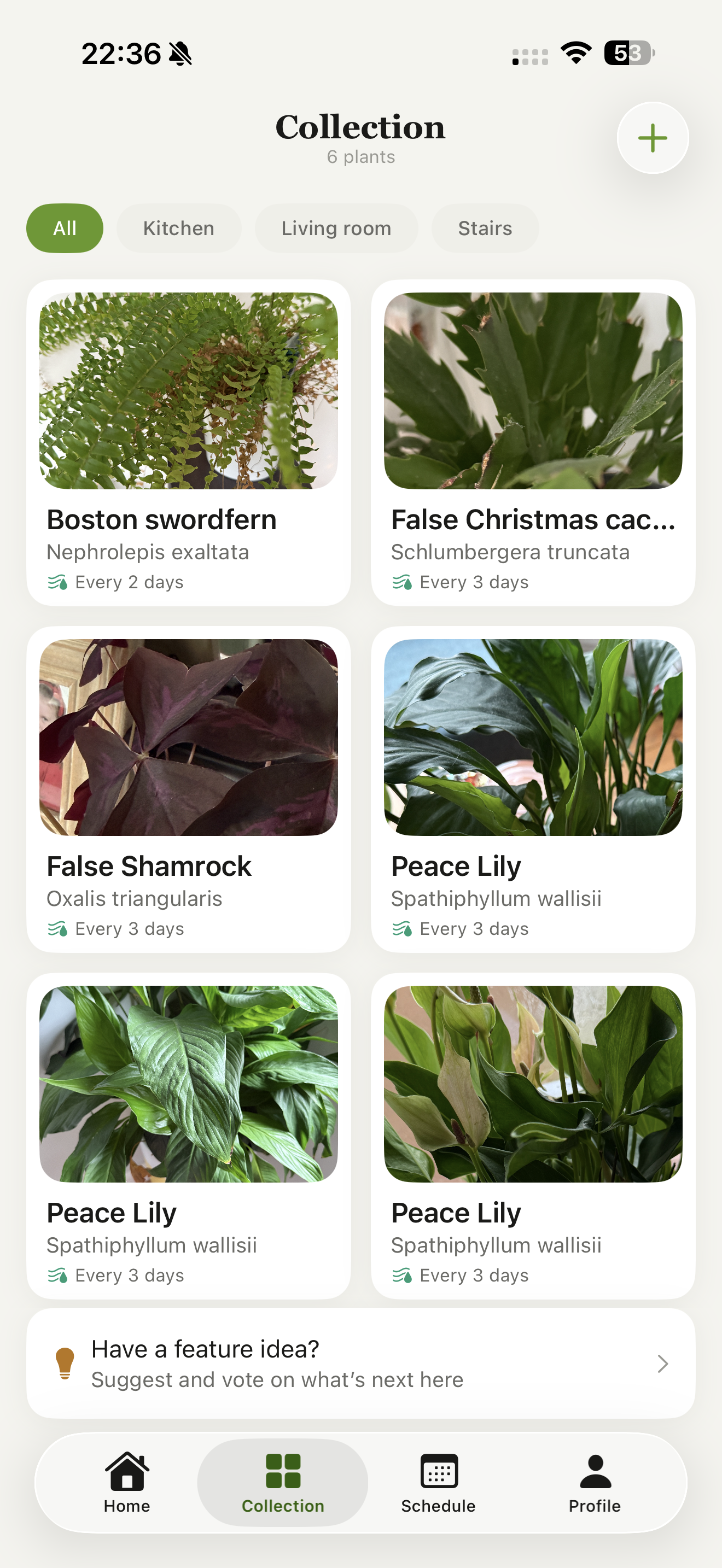 Plant collection organised by room
